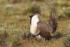 Greater Sage-Grouse